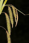 Great smokey mountain sedge